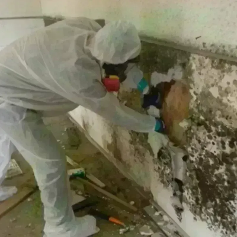 Mold Remediation and Removal in Roxana, IL